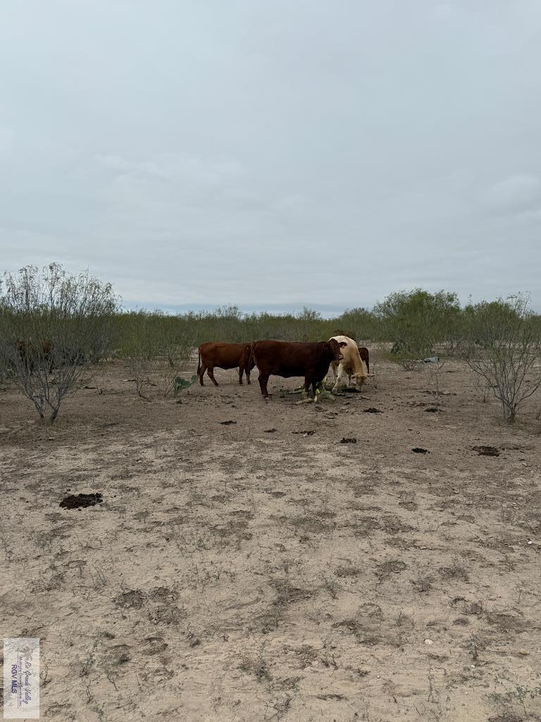 845.9-ac 845.9-ac Haynes Road Zapata, TX 78076 - Photo 21 of 38 Gallery Image 21