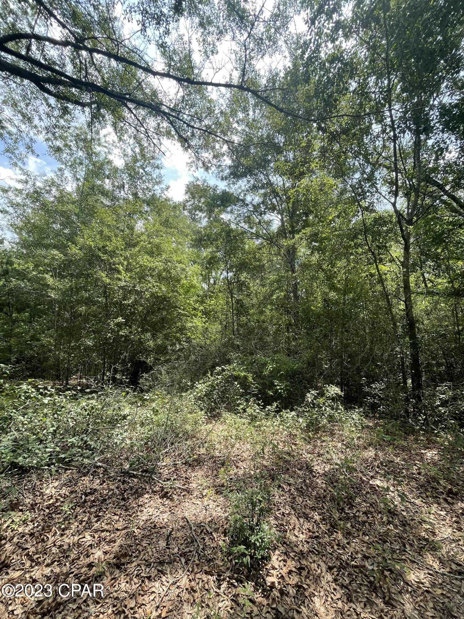 Tbd Enfinger Road Chipley, FL 32428 - Photo 5 of 8