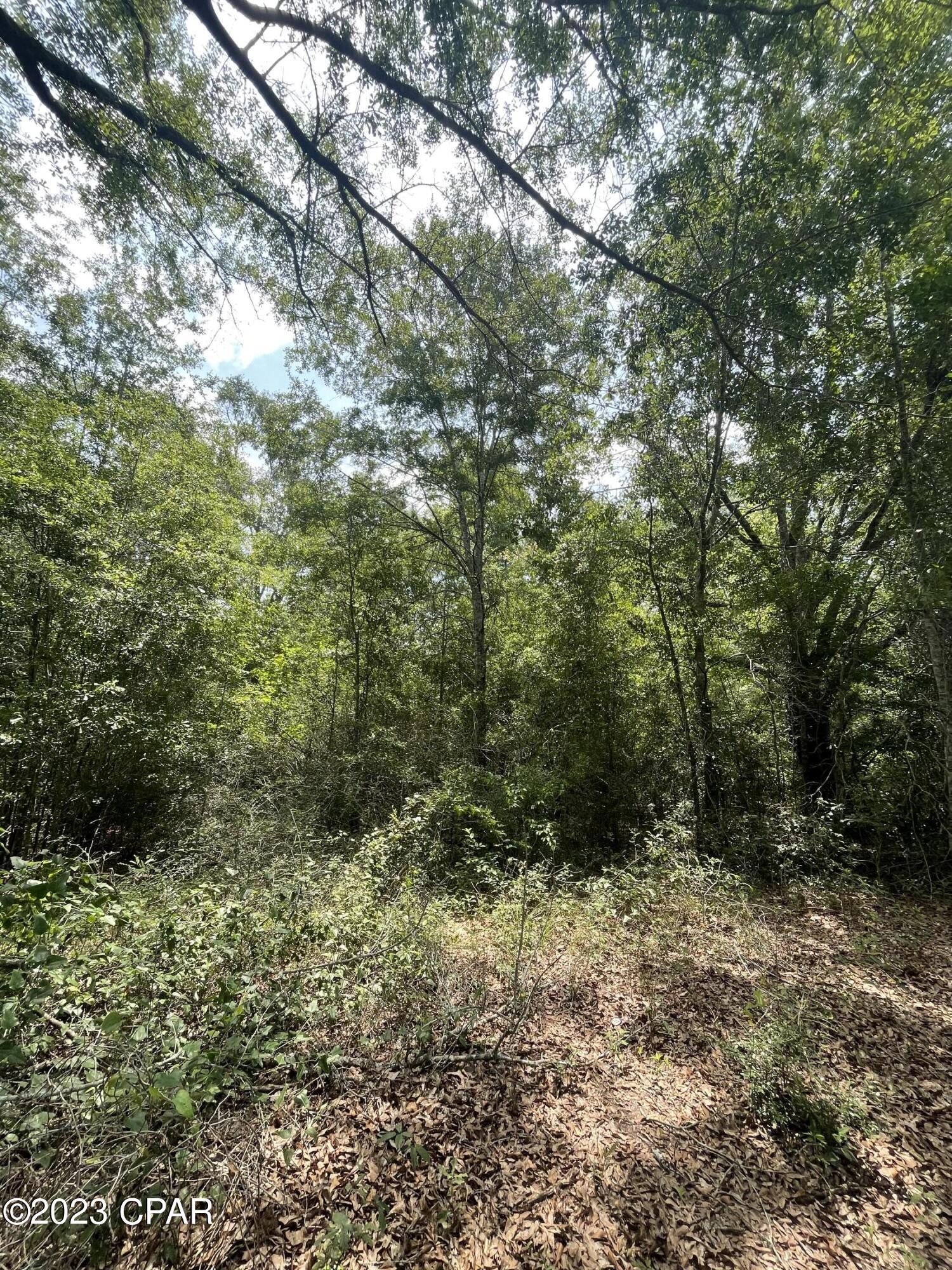 Tbd Enfinger Road Chipley, FL 32428 - Photo 6 of 8
