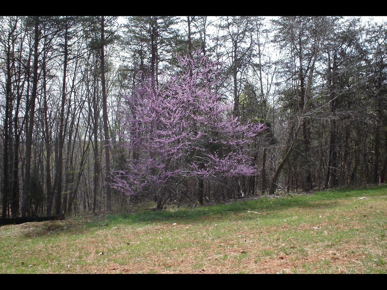 Lot 3 Windlass Road Moneta, VA 24121 - Photo 1 of 1 view from street