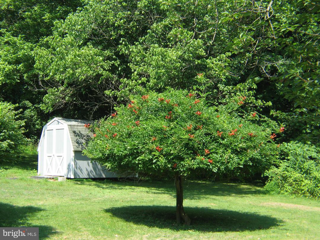 1482 Bennys Beach Road Front Royal, VA 22630 - Photo 25 of 27 Trumpet Vine