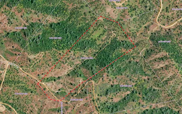 a view of a forest with a tree