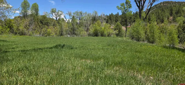 a view of a yard with a tree