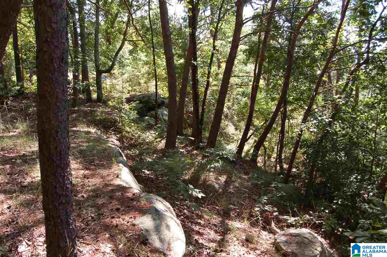 49-acres Chandler Mountain Road, Unit 1 Steele, AL 35987 - Photo 5 of 23