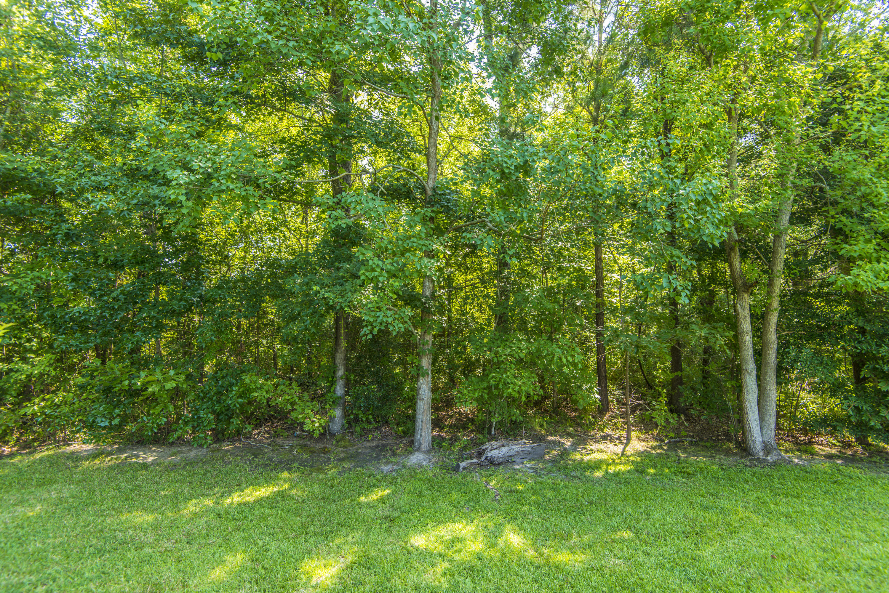 351 Briarbend Road Goose Creek, SC 29445 - Photo 6 of 26 Woods Behind Home