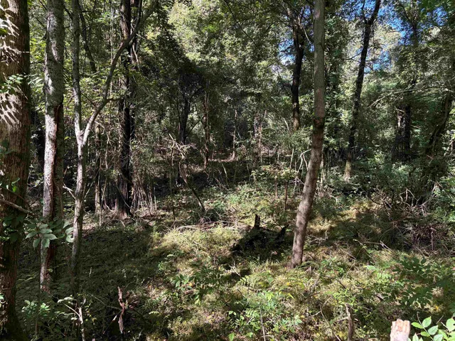a view of a yard with plants and large trees