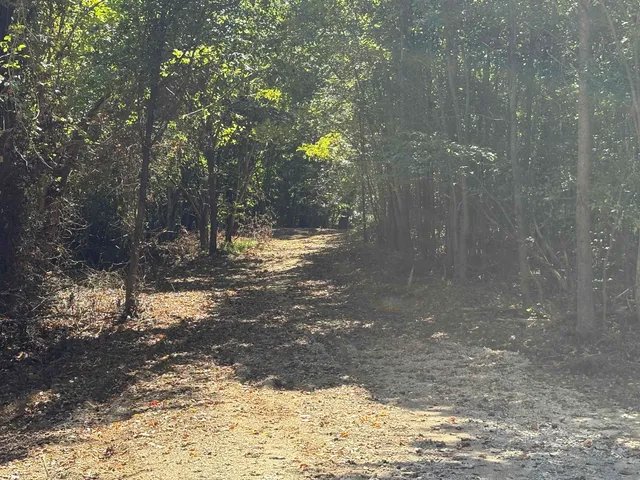 a view of a yard with a tree
