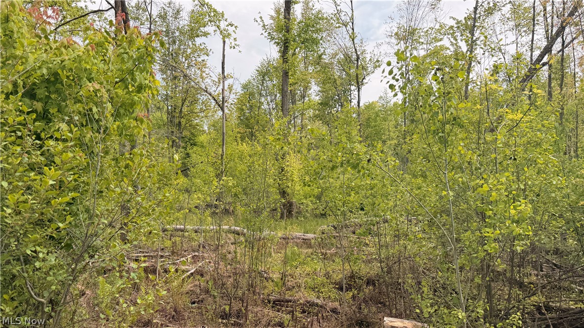 Youngstown Kingsville Road Vienna, OH 44473 - Photo 11 of 21 Expansive wooded lot featuring mature trees and lush green foliage