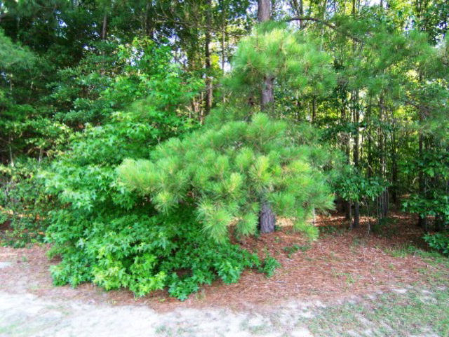 6495 Hidden Sumter, SC 29154 - Photo 1 of 1 Gallery Image 1