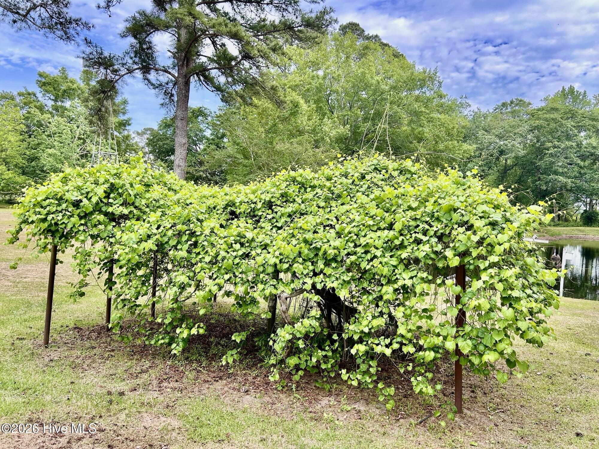 397 Johns Road Maxton, NC 28364 - Photo 27 of 32 Grape Vines
