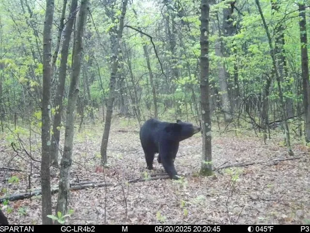 $49,500 | Vega Road, Hermansville, MI 49847