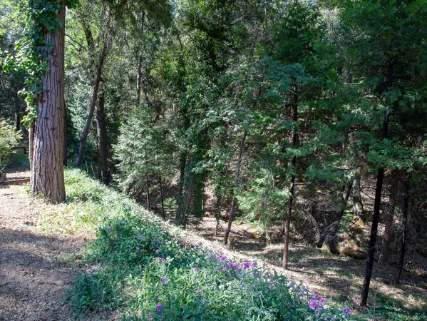 a view of a park with a bench
