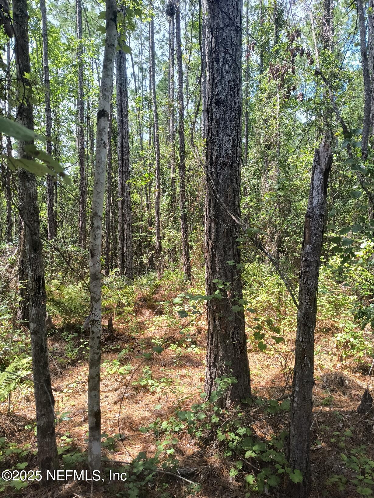 4337 Bondarenko Road Keystone Heights, FL 32656 - Photo 11 of 19 IMG_20250902_132608747_HDR