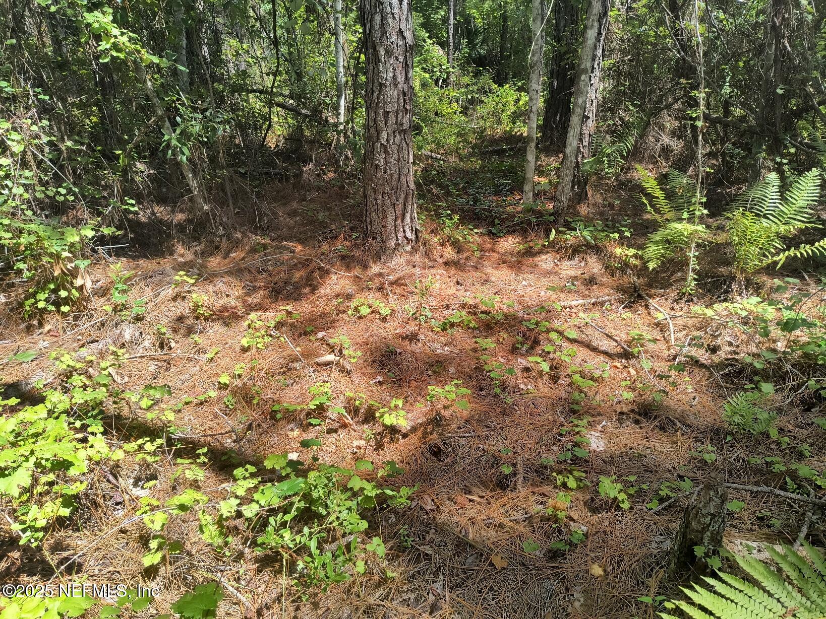 4337 Bondarenko Road Keystone Heights, FL 32656 - Photo 12 of 19 IMG_20250902_132709727_HDR