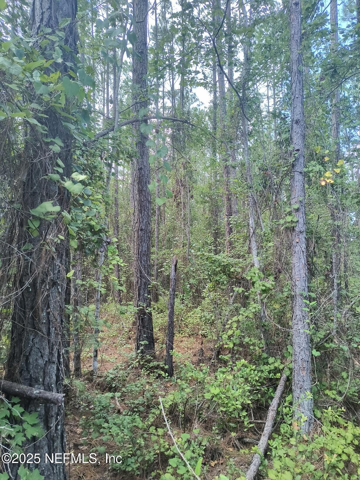 4337 Bondarenko Road Keystone Heights, FL 32656 - Photo 13 of 19 IMG_20250902_132245844_HDR