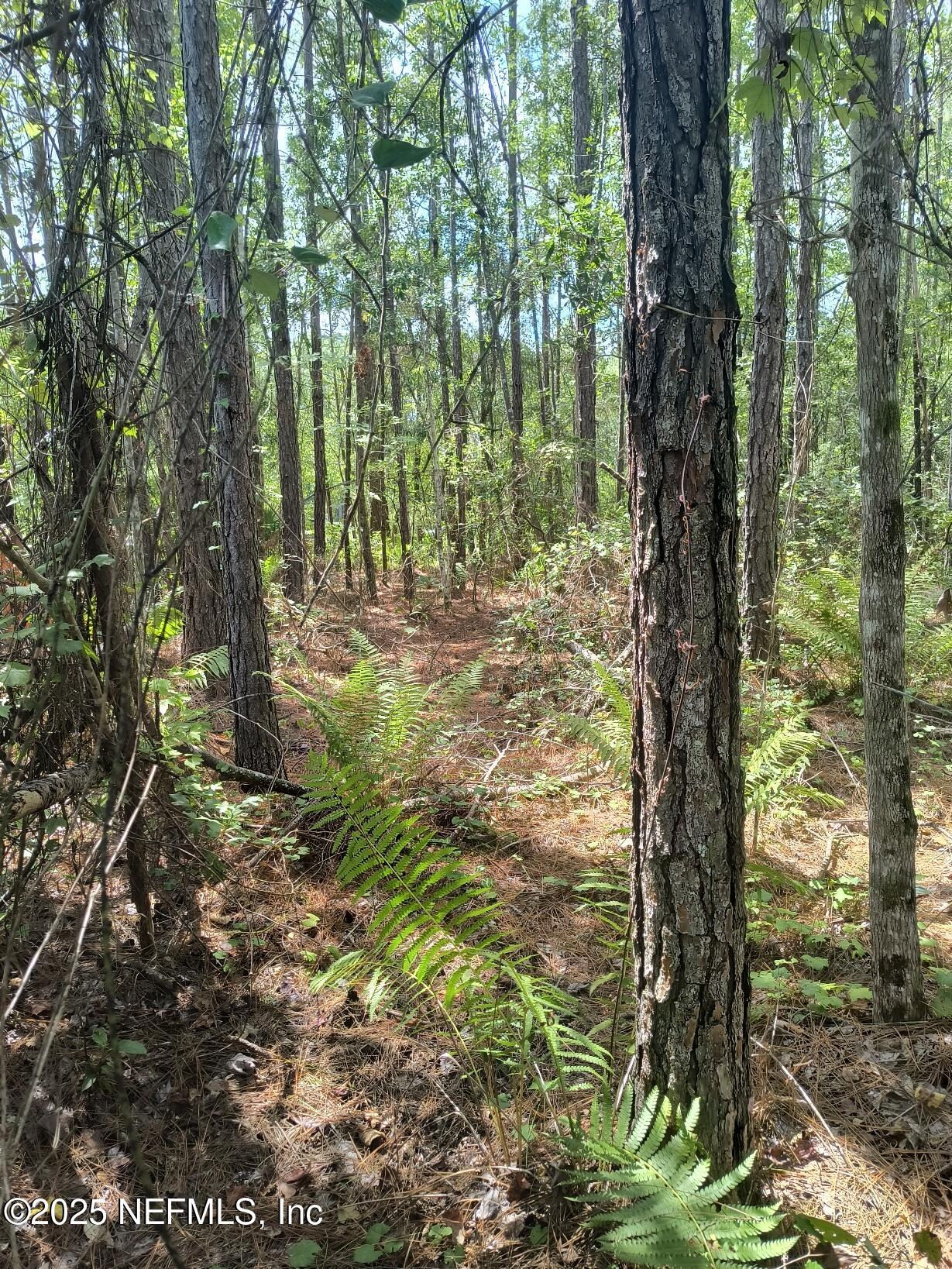4337 Bondarenko Road Keystone Heights, FL 32656 - Photo 14 of 19 IMG_20250902_132606462_HDR