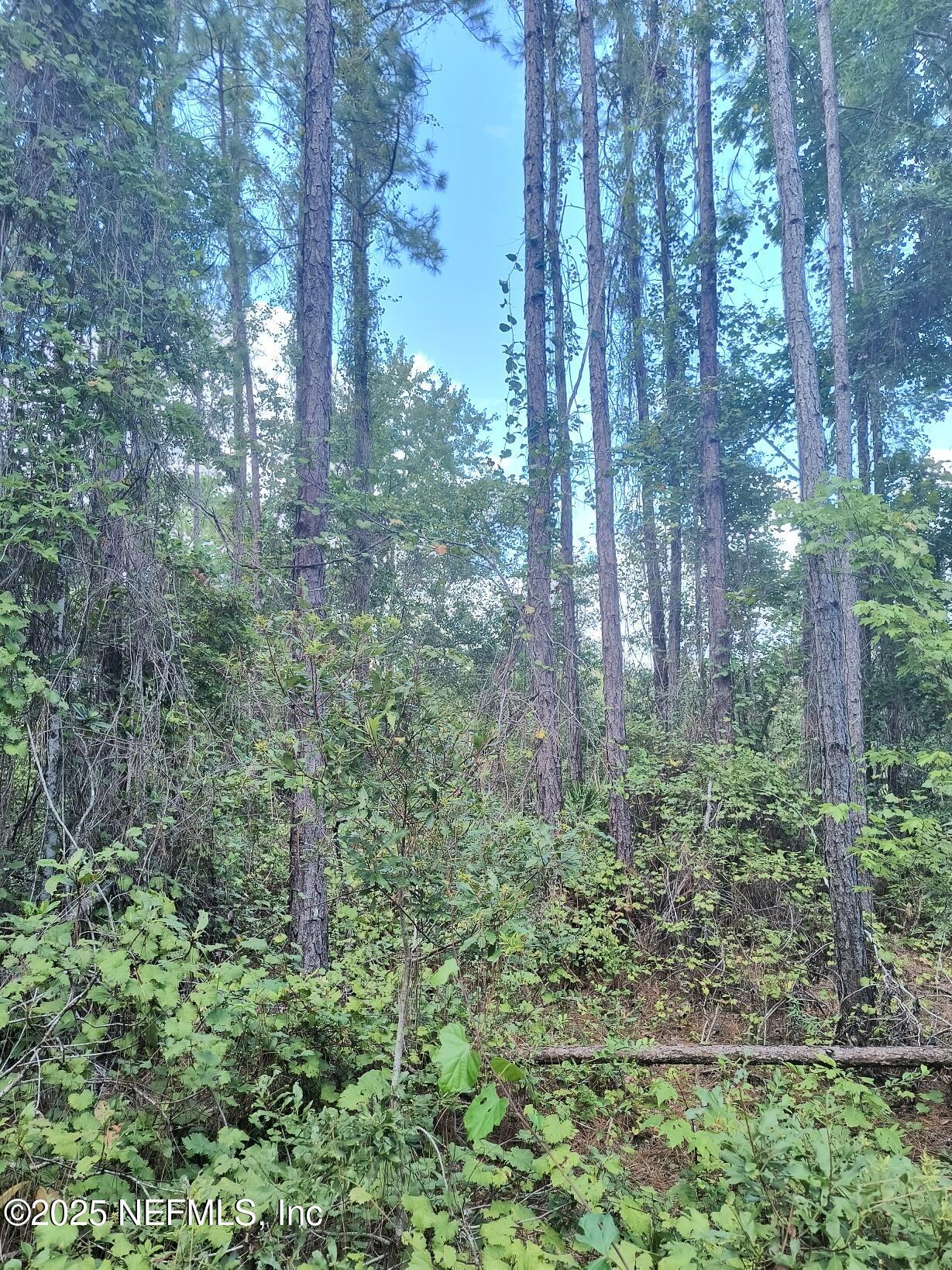 4337 Bondarenko Road Keystone Heights, FL 32656 - Photo 15 of 19 IMG_20250902_132251121_HDR