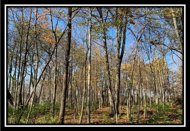 8672 Hayden Run Road Plain City, OH 43064 - Photo 14 of 24