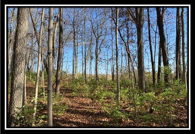 8672 Hayden Run Road Plain City, OH 43064 - Photo 16 of 24