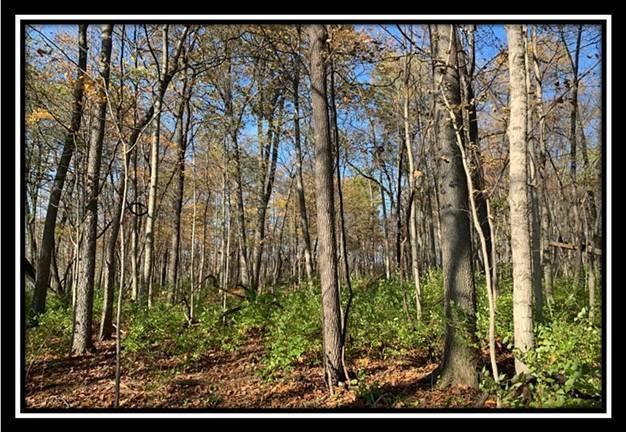 8672 Hayden Run Road Plain City, OH 43064 - Photo 19 of 24