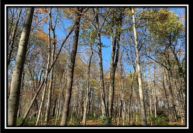 8672 Hayden Run Road Plain City, OH 43064 - Photo 2 of 24