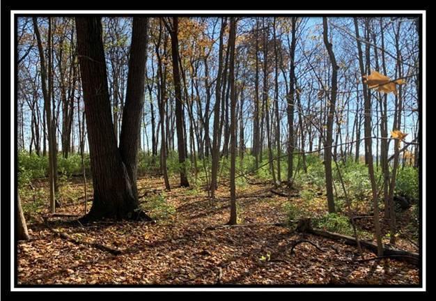 8672 Hayden Run Road Plain City, OH 43064 - Photo 3 of 24