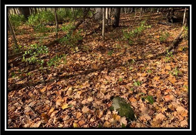 8672 Hayden Run Road Plain City, OH 43064 - Photo 5 of 24