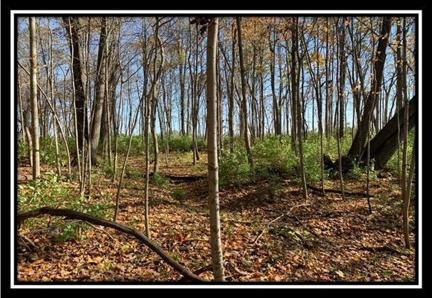 8672 Hayden Run Road Plain City, OH 43064 - Photo 8 of 24