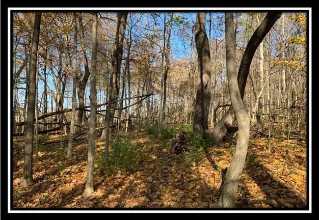 8672 Hayden Run Road Plain City, OH 43064 - Photo 10 of 24