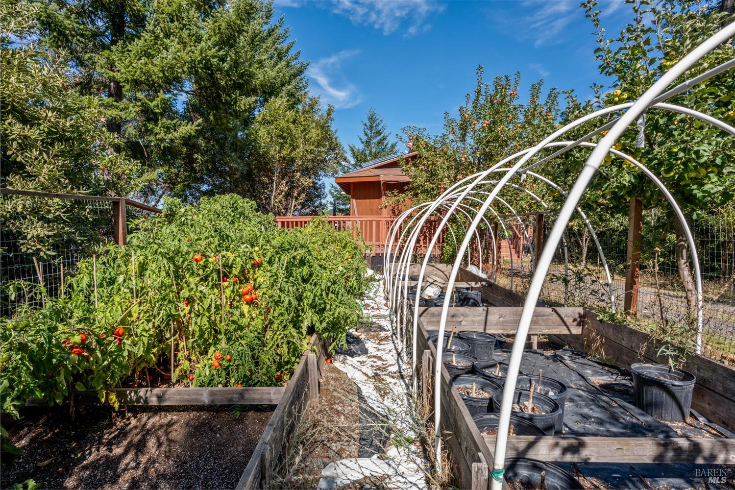 16460 Walker Lake Road Willits, CA 95490 - Photo 2 of 23 a view of a backyard with plants