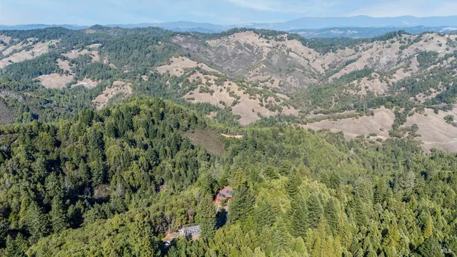 a view of a forest with a lush green forest