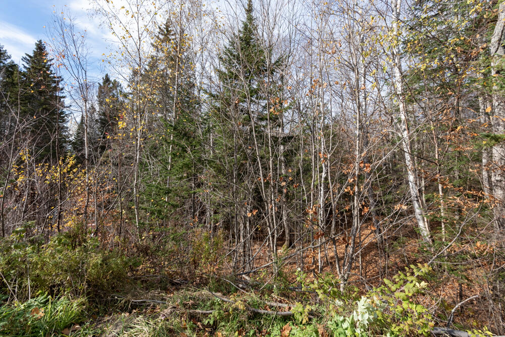 12 Sugartree Road St. David, ME 04773 - Photo 42 of 121 _NIK3223-2