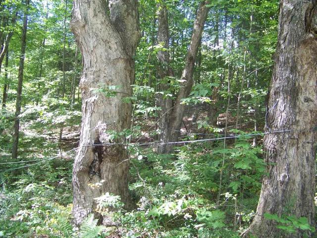 $299,000 | 436 Mt View Loop, Rochester, VT 05767