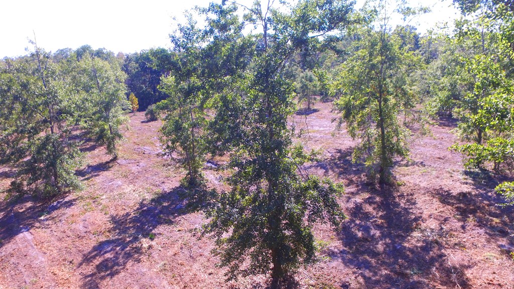 925 Hickory Hammock Road Carrabelle, FL 32322 - Photo 8 of 25 Gallery Image 8