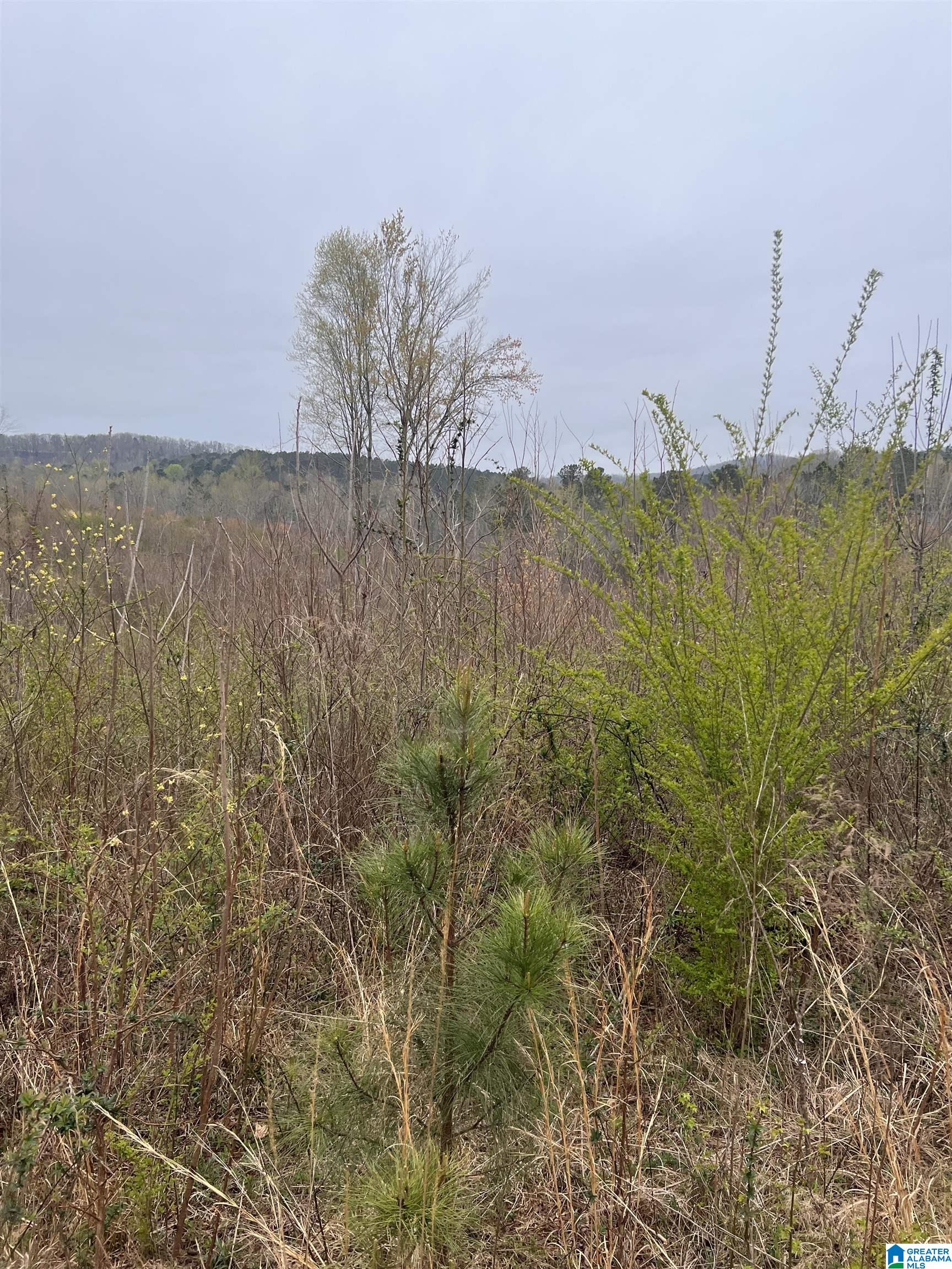 16188 Highway 46, Unit 33 ACRES Ranburne, AL 36273 - Photo 2 of 6