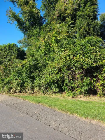 a view of a yard with plants and large trees