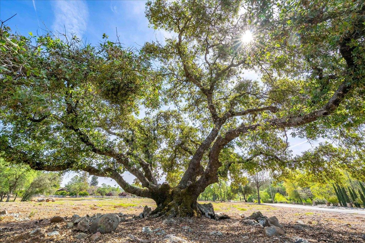 14035 Riva Ridge Circle Auburn, CA 95602 - Photo 13 of 42