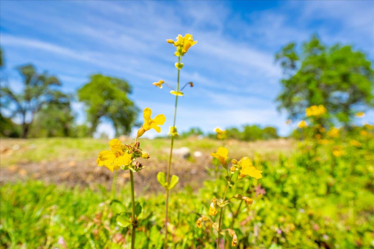 14035 Riva Ridge Circle Auburn, CA 95602 - Photo 6 of 42