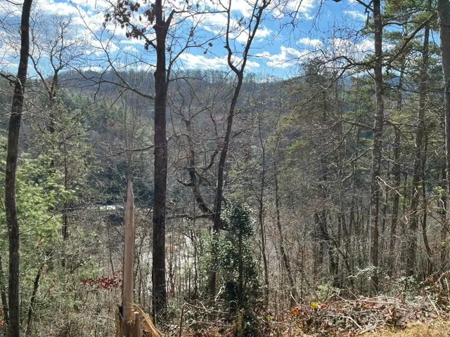 a view of a forest with a mountain
