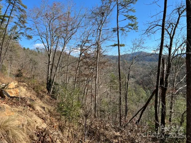 a view of a tree in a yard