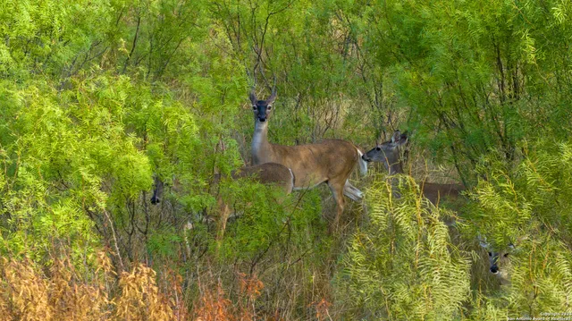 an aerial view of a residential houses with outdoor space and trees