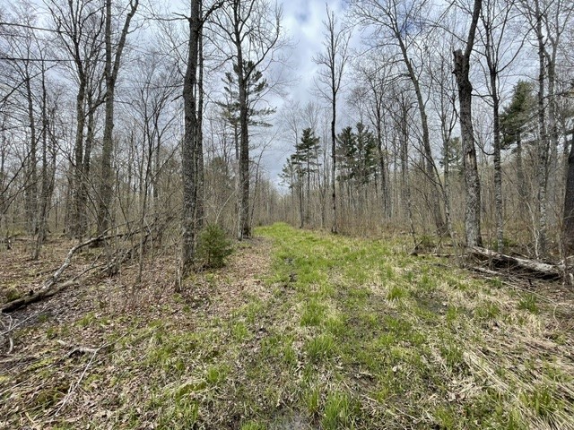 0 Dam Road Winter, WI 54896 - Photo 7 of 19