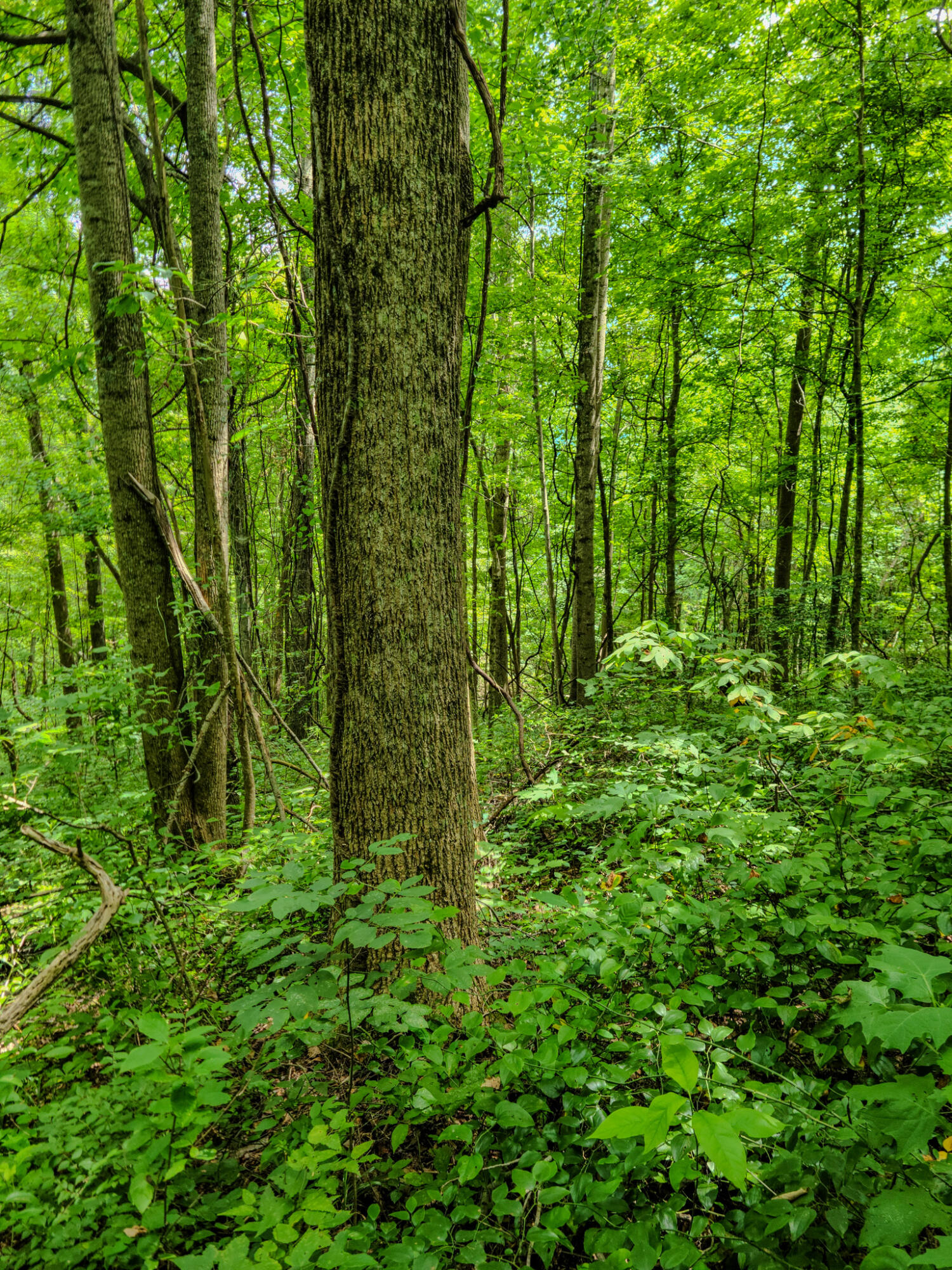 1640 Clear Branch Road Liberty, KY 42539 - Photo 134 of 135 20240706_151537