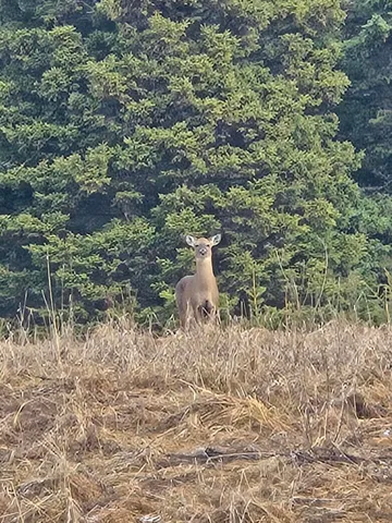 $29,900 | 1508 Oxbow Road, Oxbow, ME 04764