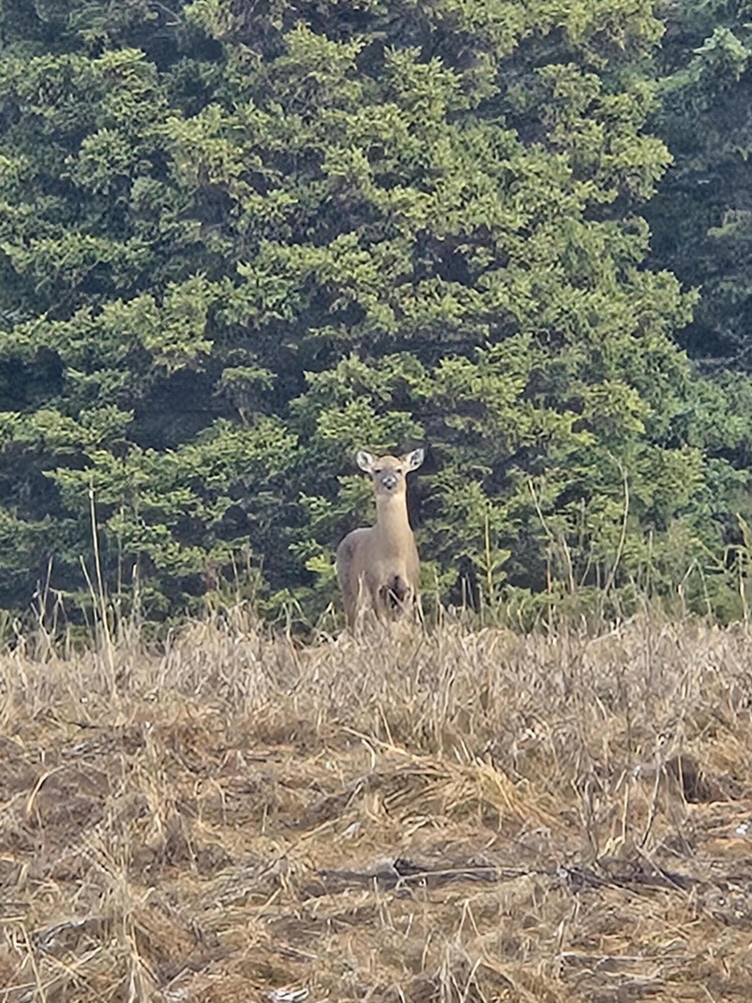1508 Oxbow Road Oxbow, ME 04764 - Photo 13 of 15 1508 Oxbow Road