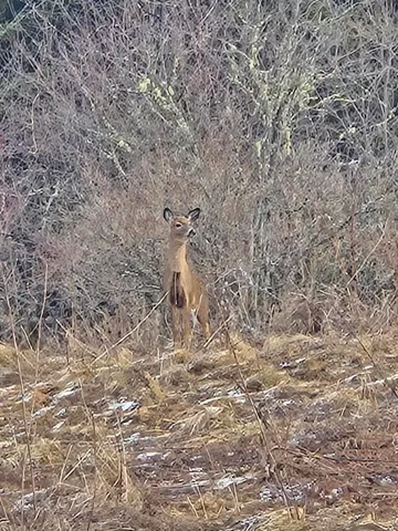 $29,900 | 1508 Oxbow Road, Oxbow, ME 04764