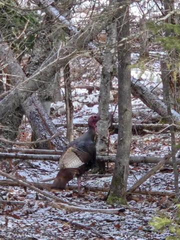 $29,900 | 1508 Oxbow Road, Oxbow, ME 04764