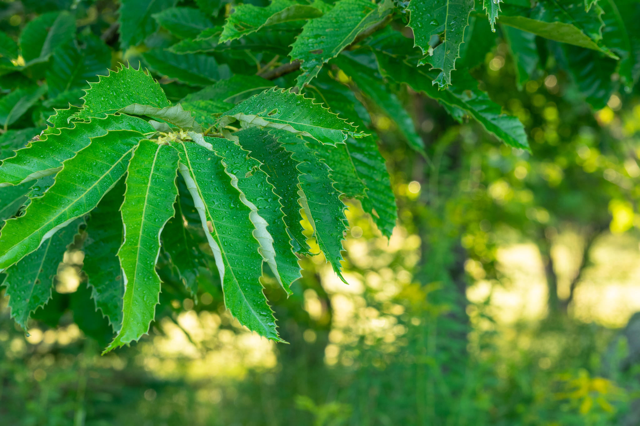 655 Winn Road Lee, ME 04455 - Photo 29 of 31 Chinese Chestnuts