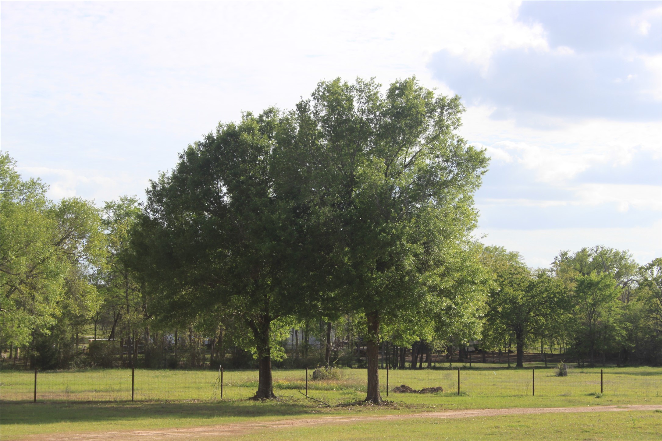 27134 Muckelroy Road Hempstead, TX 77445 - Photo 2 of 9