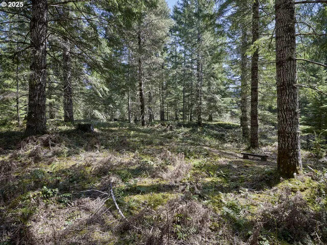 a view of a forest with trees in the background